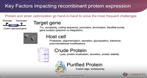 Improving protein expression in E. coli B‑strains using rapid genome engineering