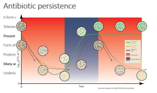 Population bottlenecks strongly affect the evolutionary dynamics of antibiotic persistence